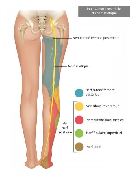 découvrez les principales causes de la sciatique dans la jambe gauche. apprenez à identifier les facteurs déclenchants et les symptômes associés pour mieux comprendre ce mal et envisager des solutions adaptées.