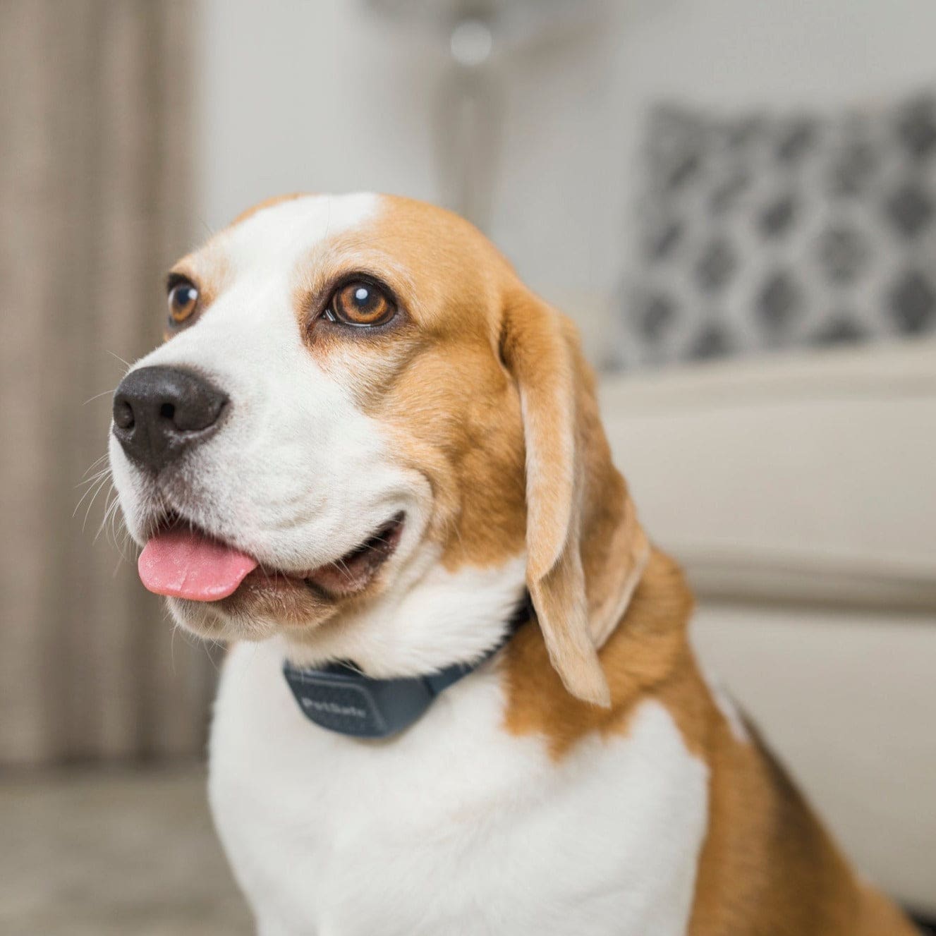 découvrez des méthodes efficaces pour réduire les aboiements de votre chien. apprenez des astuces pratiques pour améliorer le comportement de votre compagnon à quatre pattes et profiter du calme chez vous.