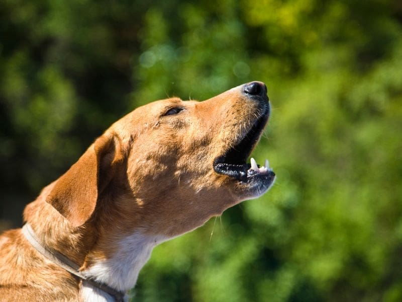 découvrez des méthodes efficaces pour réduire les aboiements de votre chien. apprenez à identifier les causes des aboiements excessifs et à appliquer des solutions adaptées pour instaurer un environnement calme et serein pour votre compagnon à quatre pattes.