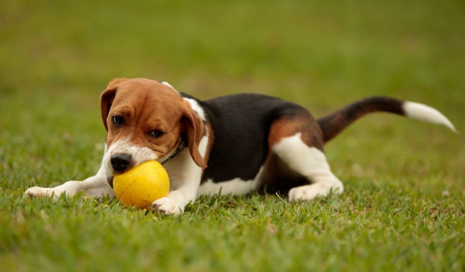 découvrez des astuces et des méthodes efficaces pour réduire les aboiements de votre chien. améliorez la tranquillité de votre foyer tout en renforçant la communication avec votre fidèle compagnon.