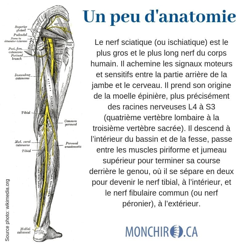 découvrez les causes et symptômes de la sciatique droite. informez-vous sur les facteurs déclencheurs, les douleurs associées et les traitements possibles pour soulager la gêne. comprenez comment cette affection peut impacter votre qualité de vie et quand consulter un professionnel de santé.