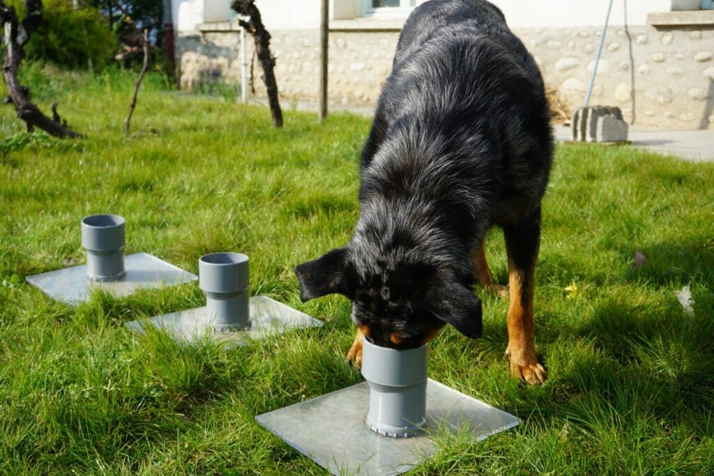 découvrez les secrets des odeurs de chien : causes, solutions et conseils pour gérer les odeurs indésirables de votre compagnon à quatre pattes. apprenez à préserver un environnement sain et agréable tout en maintenant le bien-être de votre animal.