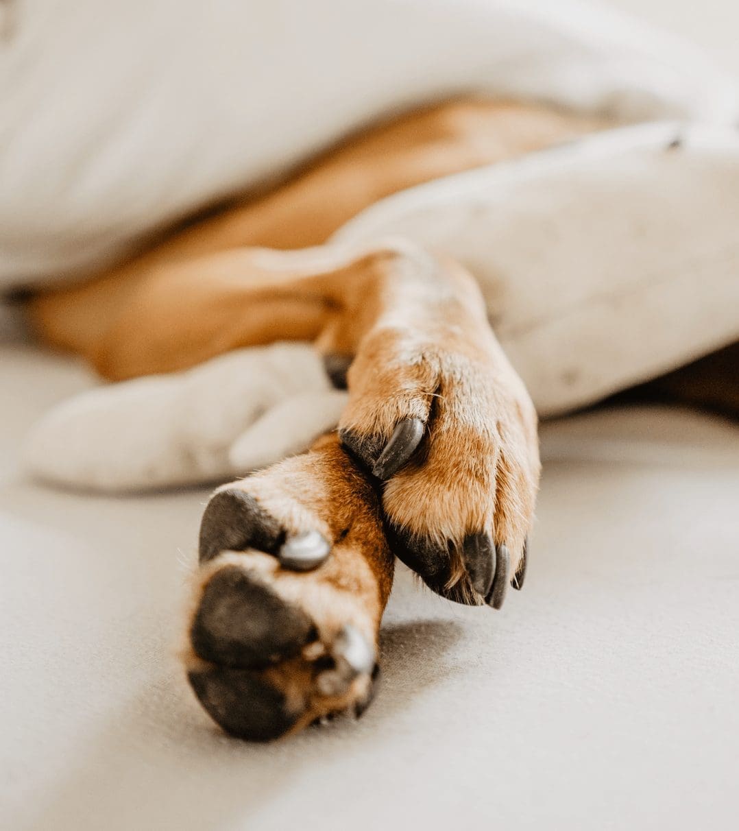 découvrez les meilleures astuces pour comprendre et gérer l'odeur de votre chien. apprenez à identifier les causes de ces senteurs et à maintenir une hygiène optimale pour votre fidèle compagnon.