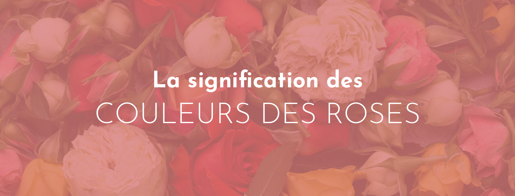 découvrez la signification des différentes couleurs de roses et comment elles expriment des émotions variées. apprenez à choisir la couleur parfaite pour chaque occasion, qu'il s'agisse d'amour, d'amitié ou de reconnaissance.