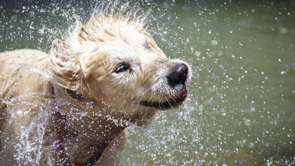 découvrez nos astuces efficaces pour éliminer les odeurs de chien dans votre maison. apprenez des méthodes simples et naturelles pour garder votre intérieur frais et agréable, tout en prenant soin de votre compagnon à quatre pattes.