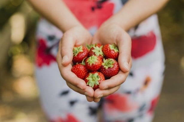 découvrez des astuces incontournables pour cultiver, récolter et savourer vos fraises. optimisez votre jardin, apprenez à conserver vos fruits et régalez-vous avec des recettes délicieuses. ne ratez pas ces conseils pour profiter pleinement de vos fraises!