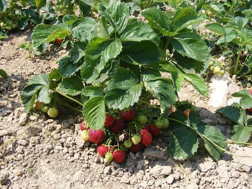 découvrez notre sélection d'astuces pour savourer les fraises sous toutes leurs formes ! recettes, conseils de conservation et idées créatives pour sublimer ce fruit délicieux. ne manquez pas nos secrets pour profiter pleinement des fraises tout au long de la saison.