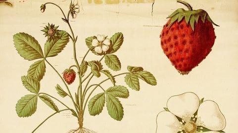 découvrez nos meilleures astuces pour profiter pleinement des fraises ! que ce soit pour les cultiver, les conserver, ou les déguster, nos conseils pratiques et savoureux vous permettront de tirer le meilleur parti de ce fruit délicieux.