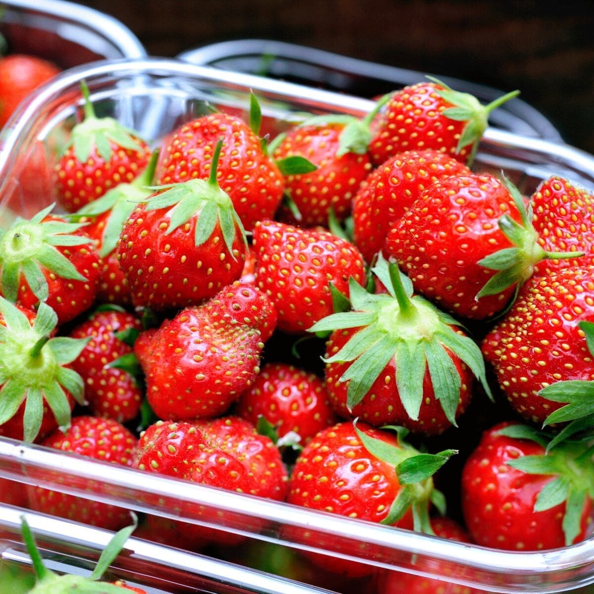 découvrez nos meilleures astuces pour cultiver et déguster des fraises savoureuses. de la plantation à la récolte, apprenez à maximiser le goût et la qualité de vos fraises avec nos conseils pratiques.