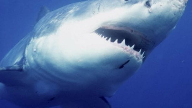 découvrez tout ce qu'il faut savoir sur les dents de requin, ces fascinantes structures naturelles qui témoignent de l'évolution des prédateurs marins. apprenez leur rôle dans l'écosystème, leur diversité et comment elles peuvent être admirées dans le monde entier.