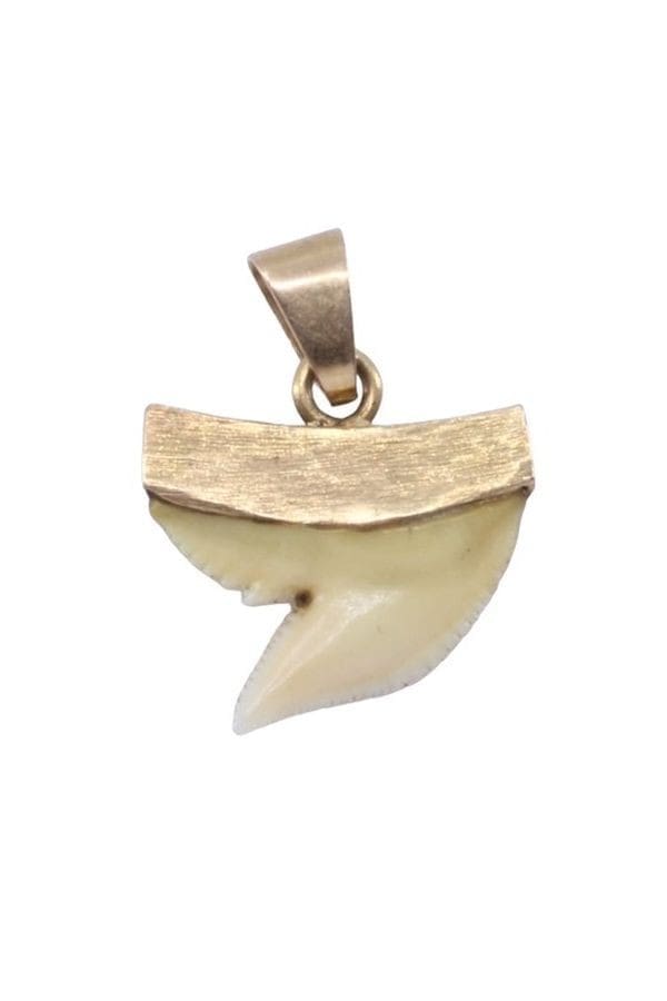 découvrez tout sur la dent de requin : ses caractéristiques uniques, son rôle dans l'écosystème marin, et son utilisation dans la culture et la bijouterie. explorez l'univers fascinant des requins et leurs dents impressionnantes.