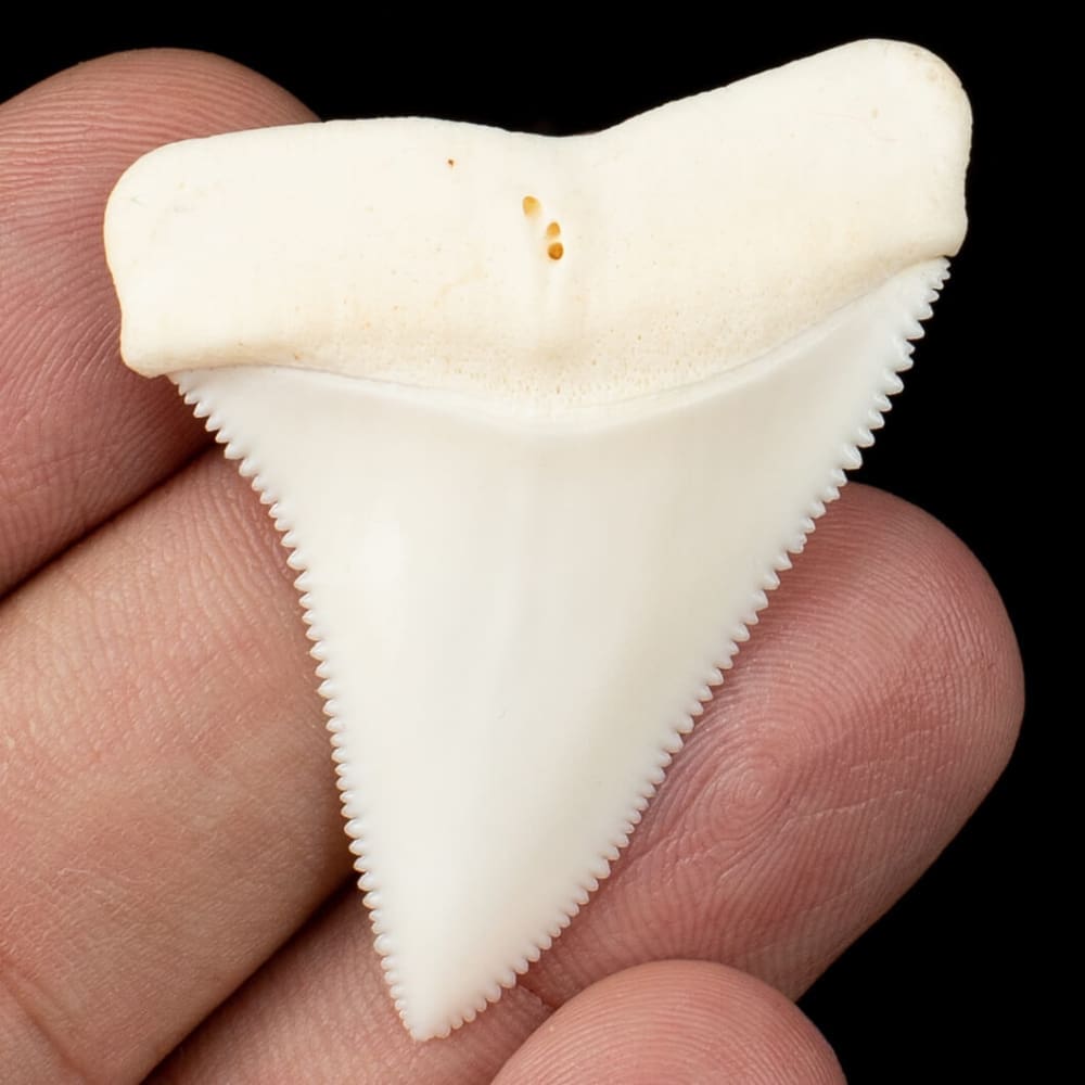 découvrez tout sur la dent de requin : ses caractéristiques uniques, son importance dans le règne animal et son utilisation dans la culture. apprenez comment ces fascinants fossiles marins captivent les passionnés d'histoire naturelle et d'art contemporain.