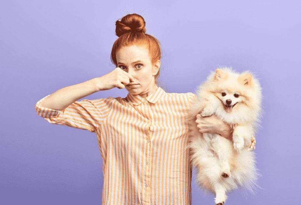 découvrez des astuces efficaces pour éliminer les odeurs de chien et maintenir votre maison fraîche. apprenez comment utiliser des produits naturels et des techniques simples pour combattre les mauvaises odeurs liées à votre compagnon à quatre pattes.