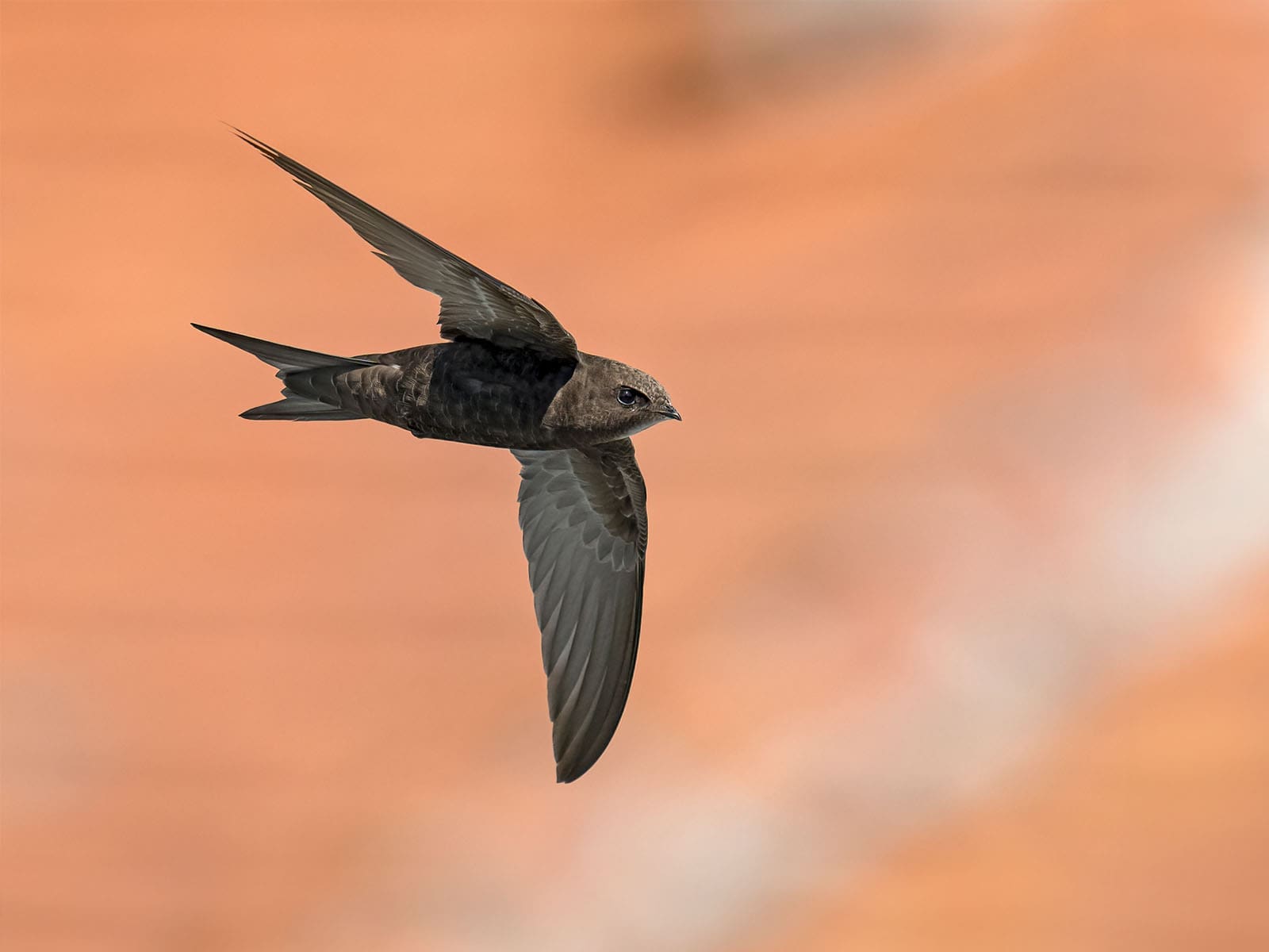 découvrez le martinet noir, un oiseau fascinant aux capacités de vol exceptionnelles. apprenez-en davantage sur son habitat, son comportement et son alimentation, ainsi que son rôle essentiel dans l'écosystème. explorez la beauté de cet oiseau migrateur et son influence dans la culture française.