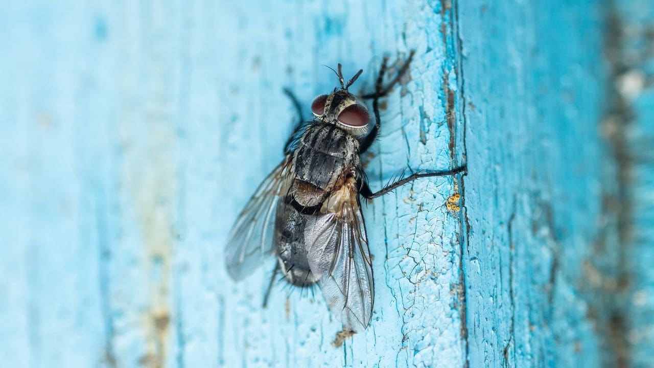 découvrez les croyances fascinantes entourant la mouche maison. explorez les superstitions, les mythes et les significations culturelles associés à ces insectes communs. apprenez comment ces petites créatures ont influencé la pensée populaire à travers les âges.