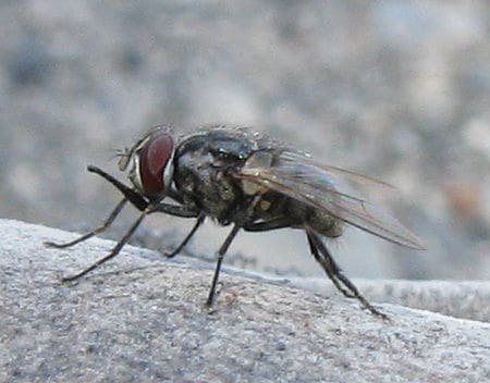 découvrez les croyances fascinantes entourant la mouche maison : symboles, superstitions et mythes qui ont traversé le temps. plongez dans l'univers intrigant de ces insectes et apprenez comment ils ont été perçus à travers différentes cultures.