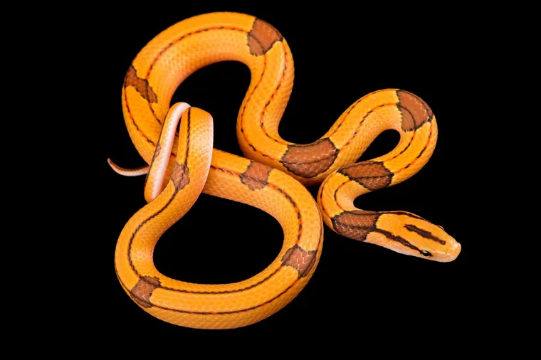 découvrez les secrets envoûtants du serpent des sables, créature légendaire des dunes. plongez dans les mystères de son habitat, de ses mythes et de son comportement fascinant, et explorez l'univers mystérieux qui entoure cet animal intrigant.