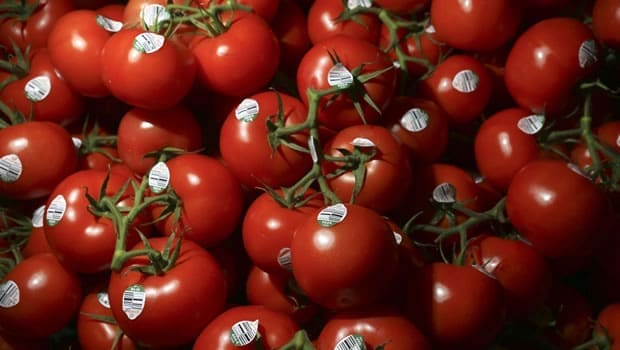 découvrez les secrets des tomates : astuces de culture, variétés savoureuses et conseils pour profiter pleinement de leur goût unique. apprenez à optimiser la récolte de ces fruits juteux et à les intégrer dans vos recettes préférées.