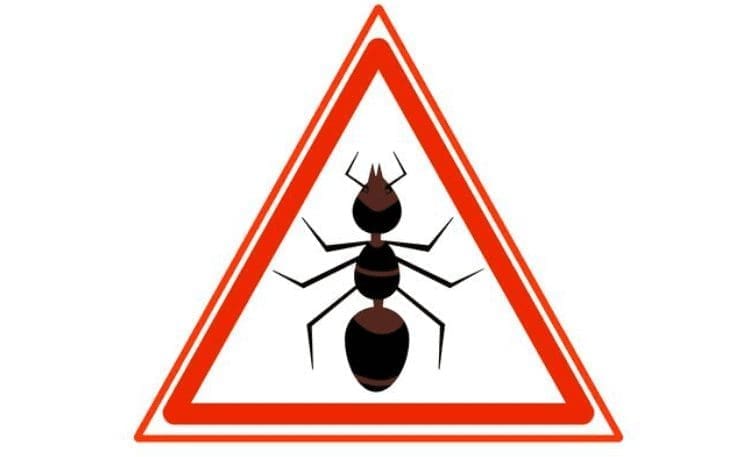 découvrez la signification des fourmis à travers leurs comportements fascinants, leur organisation sociale et leur rôle dans l'écosystème. apprenez comment ces petits insectes symbolisent le travail d'équipe, la persévérance et l'harmonie dans la nature.