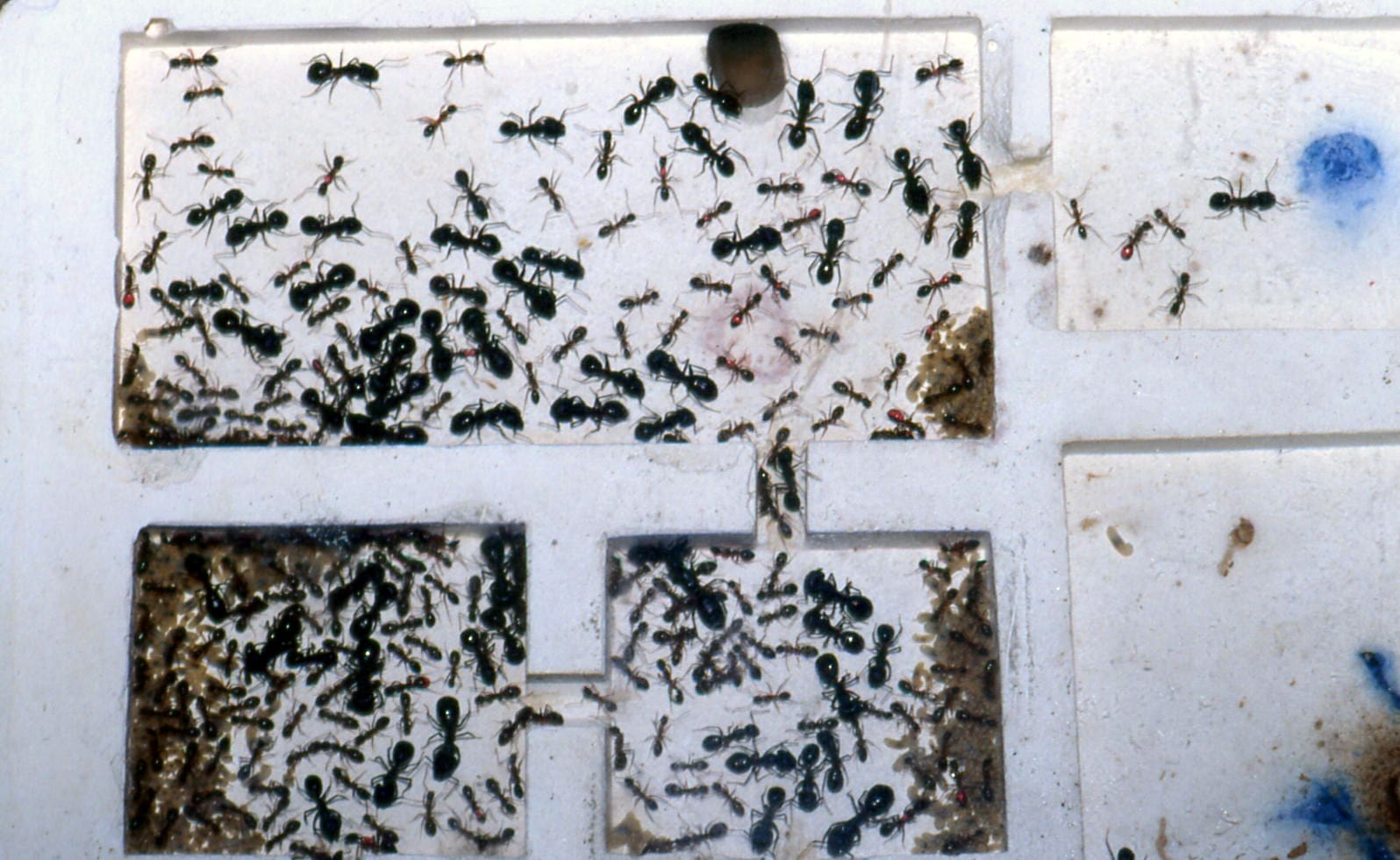 découvrez la signification fascinante des fourmis, symbole de travail d'équipe et de persévérance, et apprenez comment ces petites créatures jouent un rôle essentiel dans nos écosystèmes. plongez dans le monde des fourmis et explorez leur importance culturelle et environnementale.