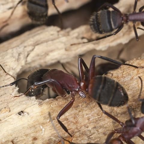 découvrez la signification fascinante des fourmis, ces insectes travailleurs symbolisant la coopération, la persévérance et l'organisation dans la nature. explorez leurs rôles écologiques et leurs significations culturelles à travers le monde.