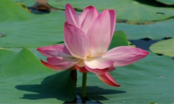 découvrez la signification profonde de la fleur de lotus, symbole de pureté, de renaissance et d'élévation spirituelle. explorez son importance dans différentes cultures et traditions, et laissez-vous inspirer par sa beauté et son message de résilience.