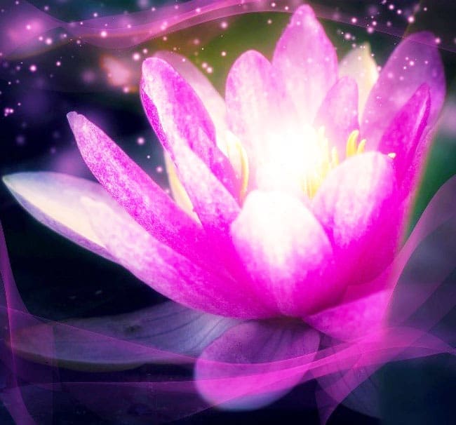 découvrez la signification profonde de la fleur de lotus, symbole de pureté et de renouveau dans de nombreuses cultures. explorez son importance spirituelle et son rôle en tant qu'emblème de beauté et de résilience.