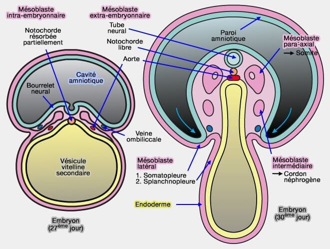 découvrez la zone céphalique, région clé du système nerveux central, qui englobe le crâne et ses structures. plongez dans les enjeux anatomiques et fonctionnels de cette zone essentielle pour la compréhension des pathologies neurologiques.