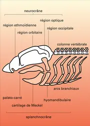 découvrez la zone céphalique, une région anatomique essentielle du corps humain. explorez son rôle, sa structure et son importance dans le système nerveux et les fonctions sensorielles. informez-vous sur les pathologies associées et les soins nécessaires pour maintenir la santé de cette zone délicate.