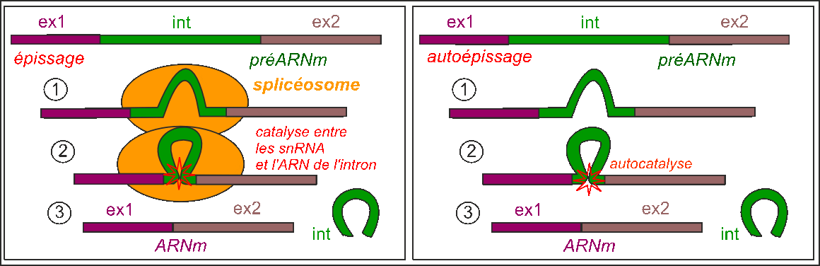 découvrez le rôle fascinant de l'adn étranger chez les eucaryotes, une exploration des mécanismes d'intégration génétique, des impacts sur l'évolution et des implications biotechnologiques. plongez dans cette dynamique complexe qui façonne la diversité biologique.