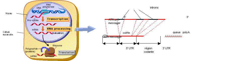 découvrez le rôle fascinant de l'adn étranger chez les eucaryotes, où la diversité génétique et les mécanismes d'intégration révèlent des interactions complexes entre les organismes. plongez dans les implications évolutives et biologiques de cet adn exogène et son impact sur la santé et l'écosystème.