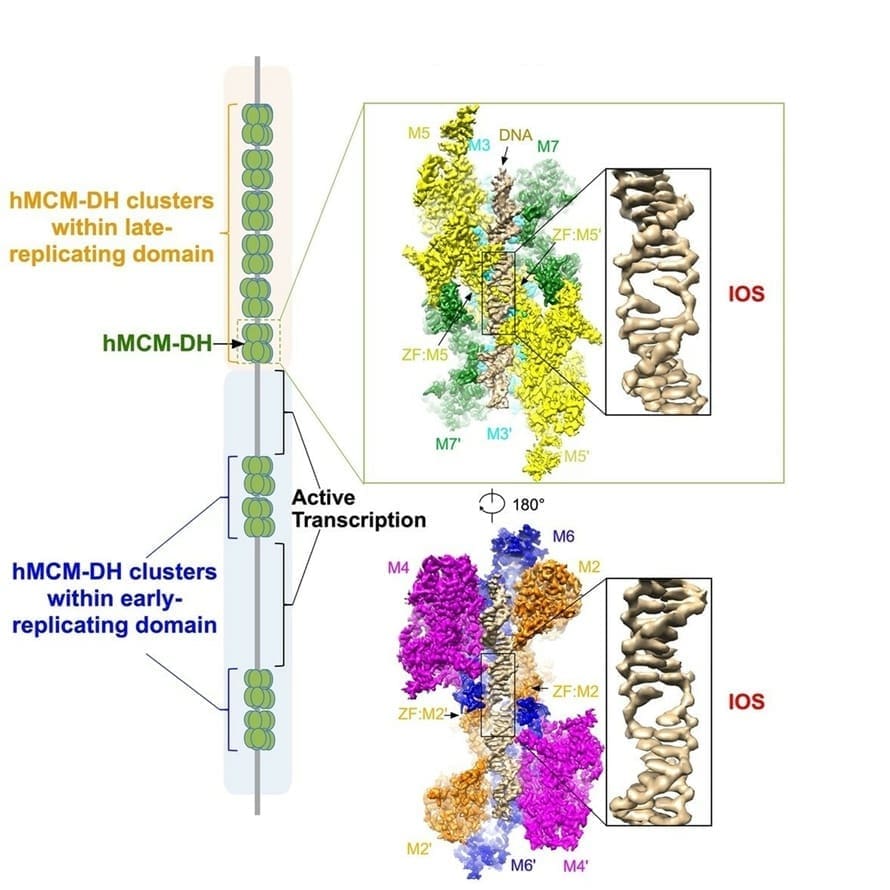 découvrez le rôle et l'impact de l'adn étranger chez les eucaryotes. cette étude explore comment l'intégration de matériel génétique externe influence l'évolution, la biodiversité et les mécanismes cellulaires dans divers organismes eucaryotes.