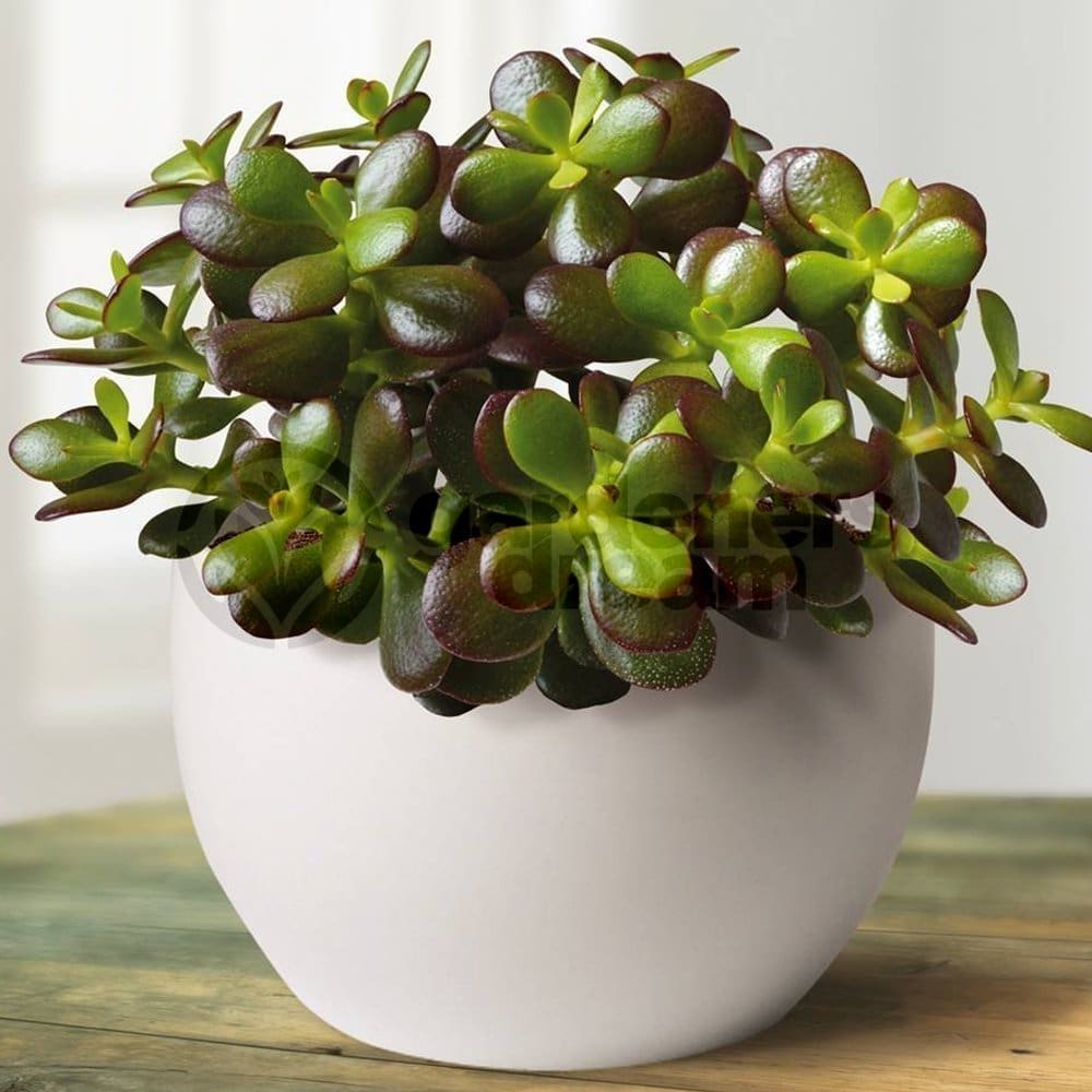 découvrez l'arbre de jade, une plante succulente connue pour ses feuilles brillantes et sa facilité d'entretien. apprenez à prendre soin de cette belle plante d'intérieur et explorez ses significations symboliques telles que la prospérité et l'amitié.