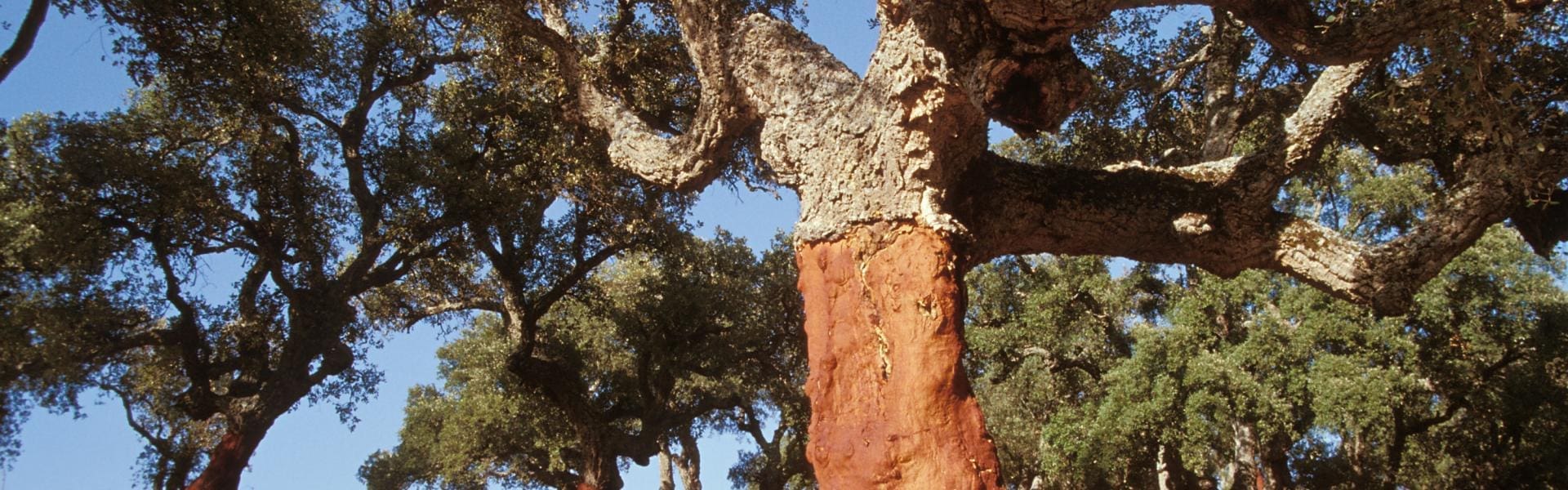 découvrez la richesse des écosystèmes forestiers, essentiels à la biodiversité et à la régulation de notre climat. plongez dans l'univers fascinant des forêts, de leurs espèces uniques et des services qu'elles offrent à l'humanité.