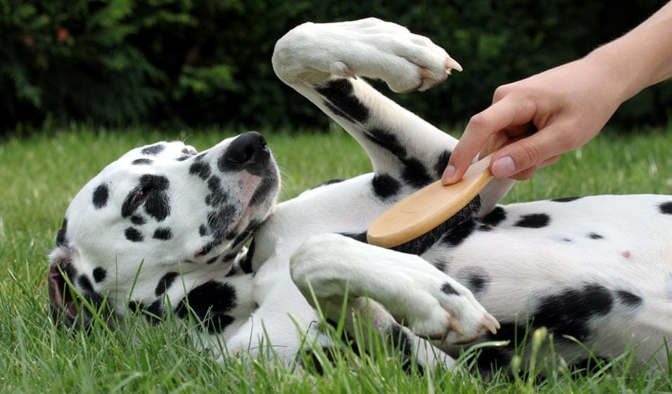 découvrez des méthodes efficaces et douces pour enlever les poils de votre chien. des conseils pratiques pour maintenir votre maison propre tout en prenant soin du bien-être de votre compagnon à quatre pattes.