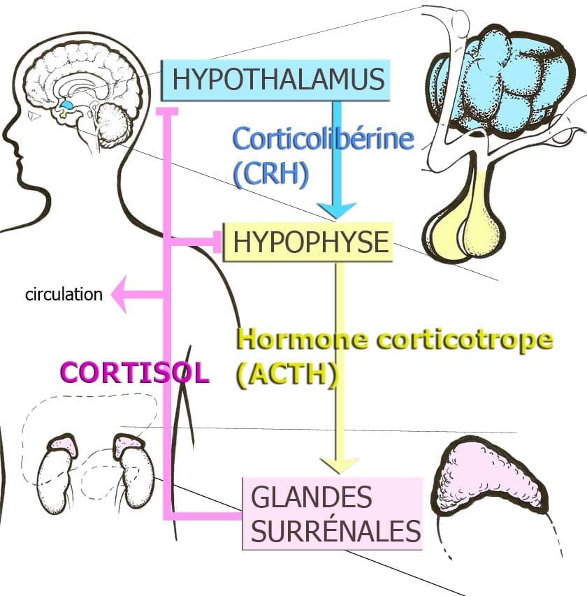 découvrez les mécanismes cérébraux impliqués dans l'obésité, une condition complexe influencée par des facteurs neurologiques et psychologiques. apprenez comment le cerveau régule la faim, le métabolisme et le comportement alimentaire, et explorez les recherches récentes sur l'impact de ces processus sur la gestion du poids.
