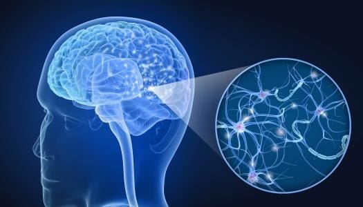 découvrez le lien complexe entre le mécanisme cérébral et l'obésité. analysez comment les circuits neuronaux influencent notre appétit et nos comportements alimentaires, et apprenez des stratégies pour mieux comprendre et gérer cette condition.