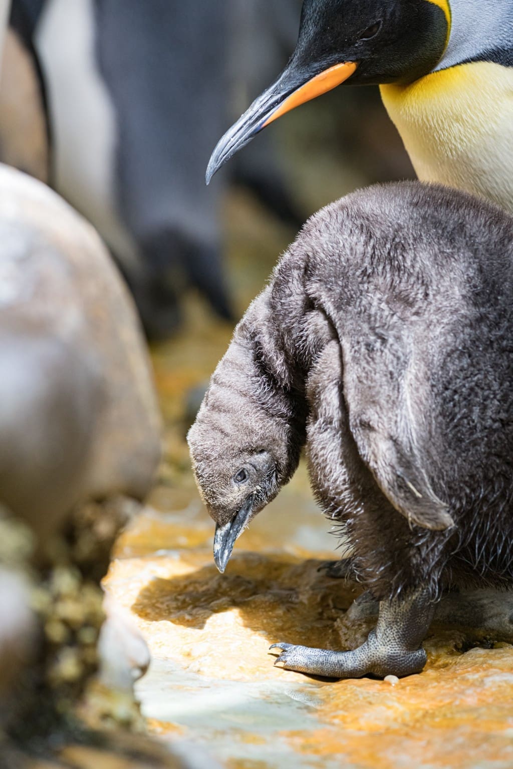 découvrez les secrets de la réussite des manchots papous ! plongez dans leur habitat naturel, leurs comportements fascinants et les défis qu'ils surmontent pour prospérer. une exploration captivante de ces magnifiques oiseaux et de leur avenir.