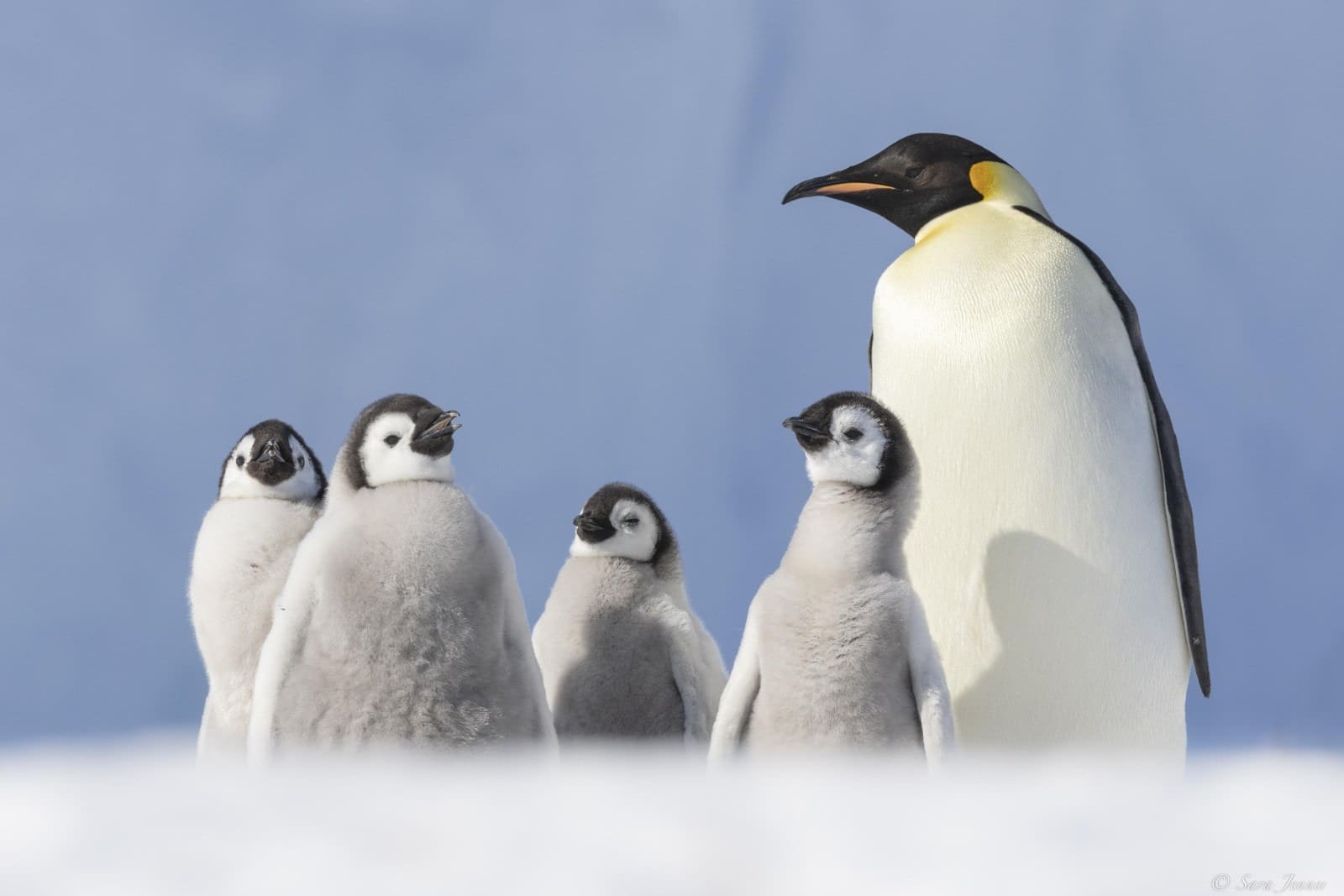 découvrez les clés de la réussite des manchots papous, ces fascinants oiseaux qui s'épanouissent dans des environnements hostiles. apprenez comment leur comportement et leurs adaptations les rendent uniques et résilients, tout en préservant leur habitat naturel.