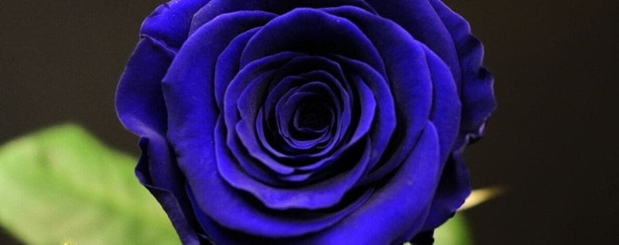 découvrez l'univers fascinant des roses bleues, entre mystères et symbolisme. plongez dans l'histoire de cette fleur énigmatique, explorez ses significations profondes et laissez-vous envoûter par sa beauté unique.