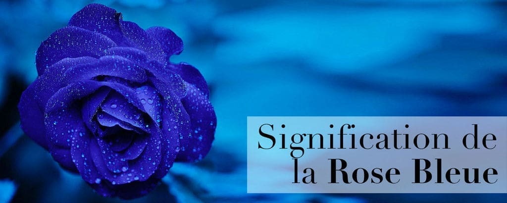 découvrez l'univers fascinant des roses bleues, entre mystères et symbolisme. plongez dans l'histoire de cette fleur énigmatique, ses significations profondes et son impact dans la culture. une exploration enrichissante pour les amateurs de botanique et de symbolique.
