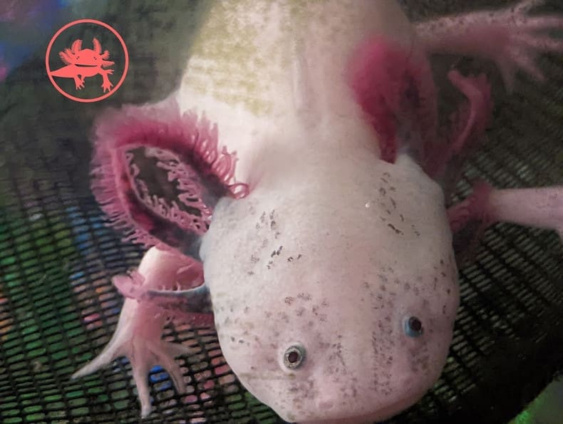 découvrez les incroyables capacités de régénération de l'axolotl, une créature fascinante qui peut restaurer ses membres et même ses organes. plongez dans le monde de la biologie régénérative et apprenez comment cet animal unique inspire la recherche médicale.