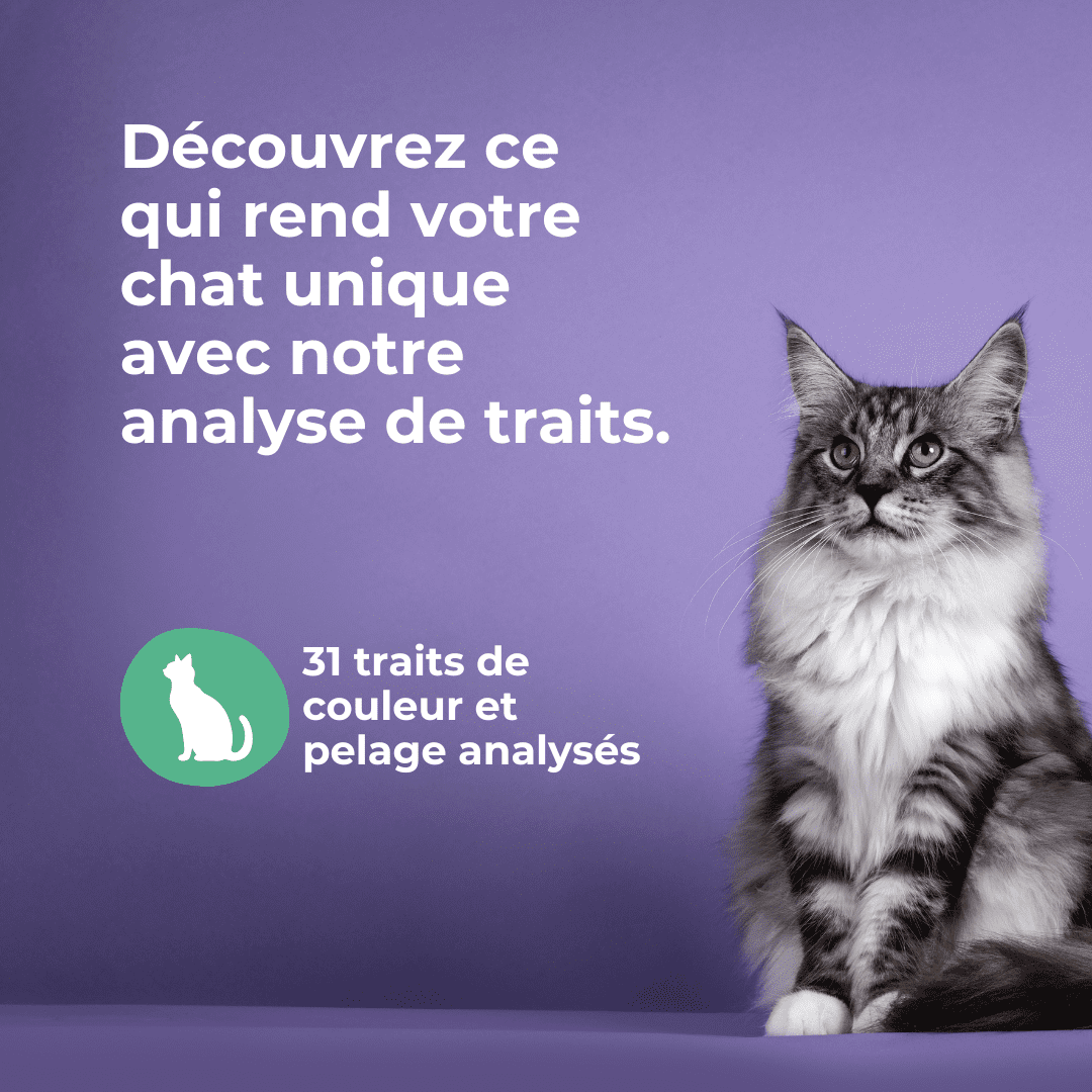découvrez l'adn fascinant des chats, un voyage au cœur de leur génétique qui révèle les secrets de leur comportement, de leur héritage et de leur santé. comprenez comment ces informations peuvent enrichir votre relation avec votre félin.