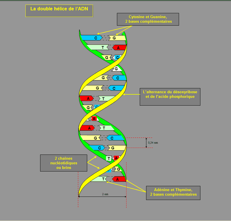 découvrez l'adn fascinant des chats, un réservoir d'informations sur leur génétique, leur comportement et leur évolution. apprenez comment leurs gènes influencent leur personnalité et leur santé, et plongez dans l'univers captivant de ces animaux de compagnie adorés.