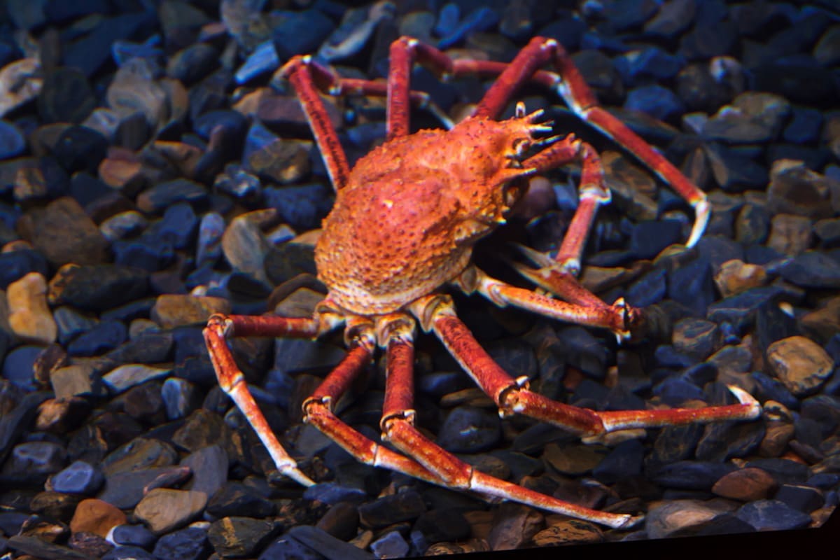 découvrez le monde fascinant des araignées marines révélées ! plongez dans l'univers mystérieux de ces créatures aquatiques, apprenez leurs secrets et explorez leur habitat unique. une aventure captivante pour les passionnés de biodiversité marine.