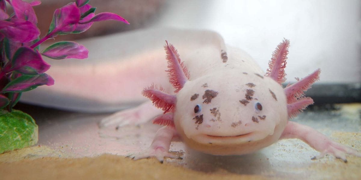 découvrez les fascinantes capacités de régénération de l'axolotl, cet amphibien unique qui peut réparer ses membres et organes avec une étonnante efficacité. apprenez-en plus sur les mécanismes biologiques derrière cette régénération et les implications pour la science médicale.