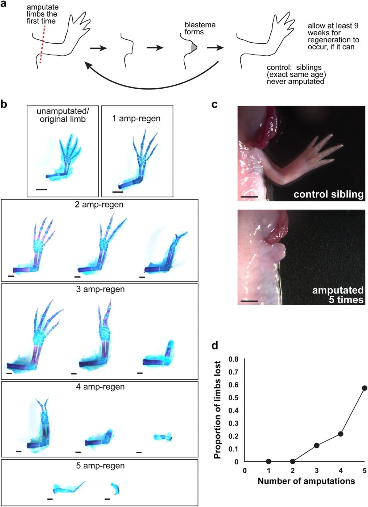 découvrez les incroyables capacités de régénération de l'axolotl, cet amphibien fascinant. apprenez comment il peut regrow ses membres, sa moelle épinière et même des parties de son cœur, et explorez les implications de ces capacités pour la recherche en médecine régénérative.