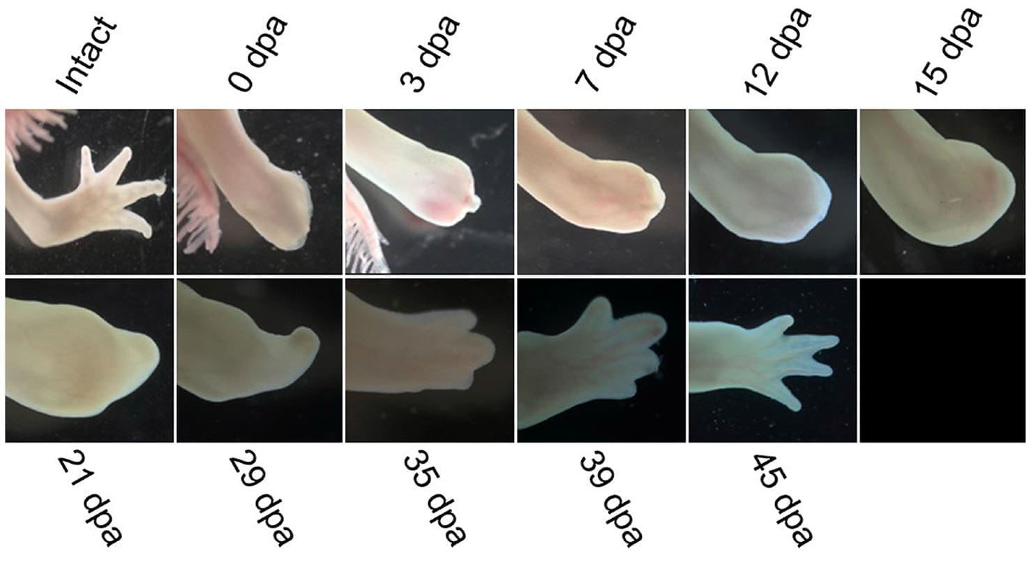 découvrez le fascinant monde de l'axolotl, cette créature amphibie aux incroyables capacités de régénération. apprenez comment cet animal unique réussit à régénérer ses membres, sa moelle épinière et même des parties de son cœur, offrant des perspectives passionnantes pour la recherche scientifique et médicale.