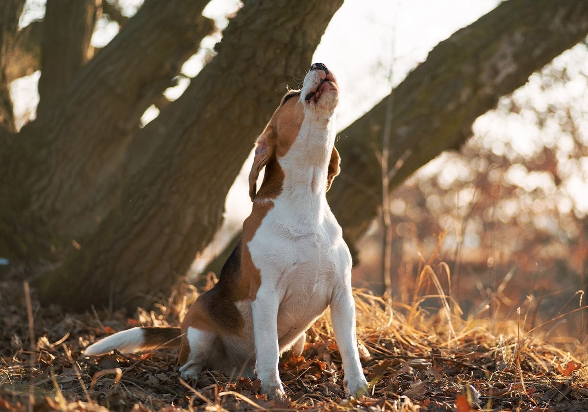 découvrez des solutions efficaces pour gérer les aboiements de votre chien voisin. apprenez des astuces pratiques pour communiquer avec votre voisin et réduire les nuisances sonores tout en préservant l'harmonie de votre quartier.