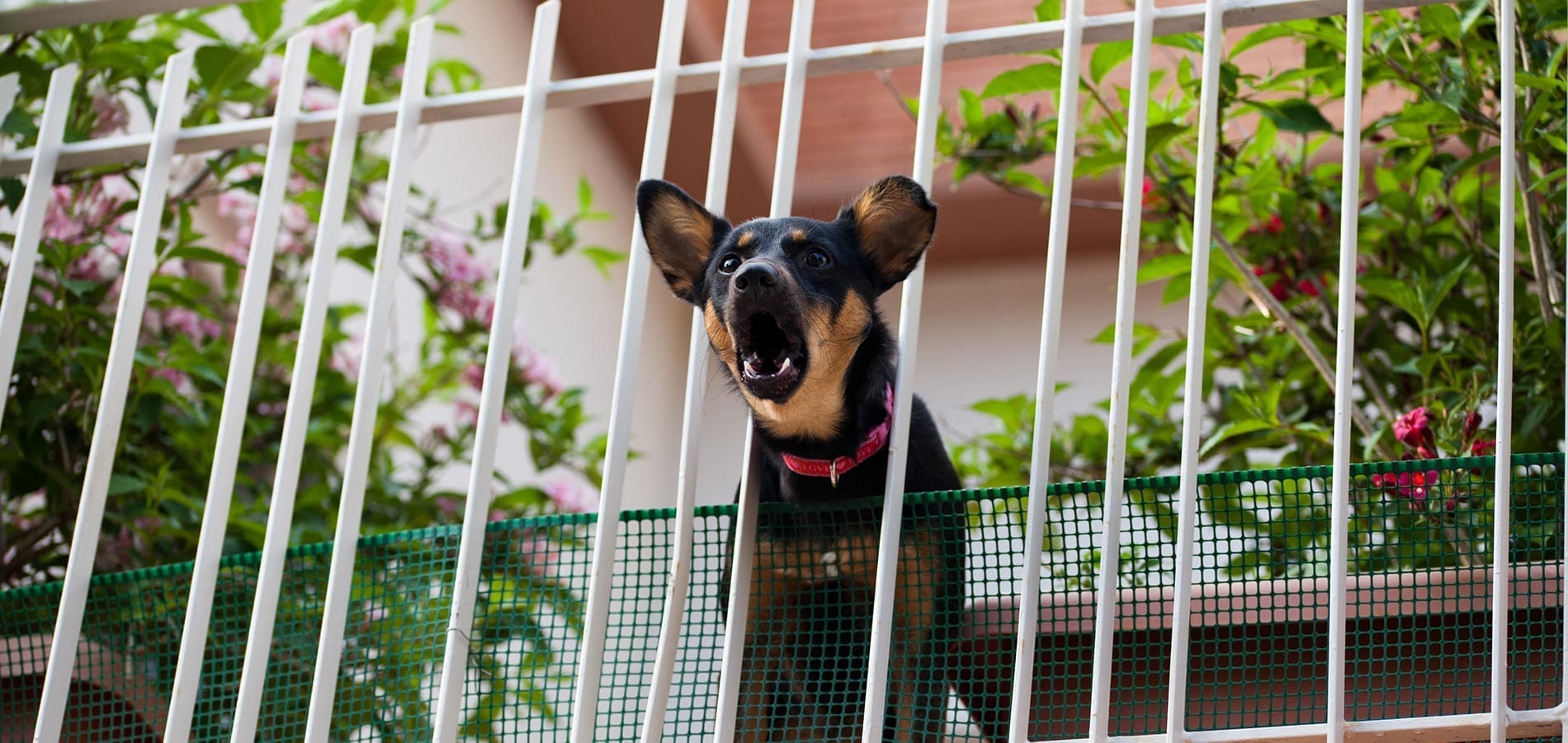 découvrez des conseils pratiques pour gérer les aboiements de votre voisinage canin. apprenez à communiquer efficacement avec votre voisin et à trouver des solutions pour réduire le bruit tout en maintenant une bonne relation.
